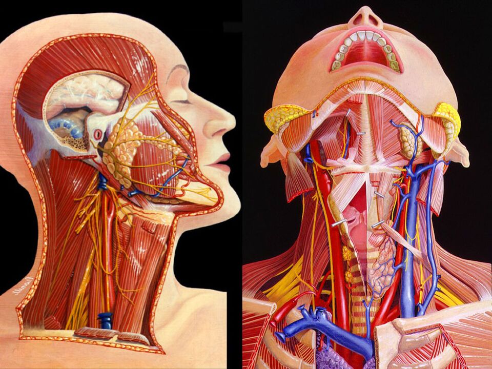 anatomia del collo